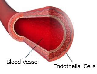 HUVEC In Vitro Models of Endothelial Barrier Function