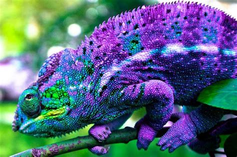 Chameleon | Chameleons | Pinterest | Chameleon pet, Animals beautiful ...