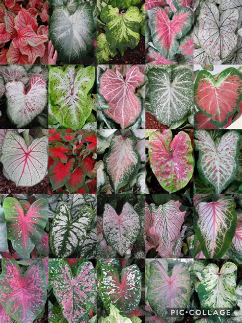 Jimmy Turner on Twitter | Variegated plants, Vertical garden plants ...