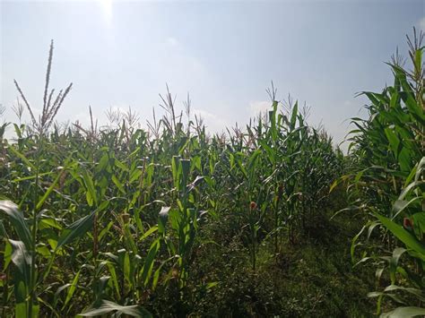 kebun jagung | Kisah Keluarga Nara