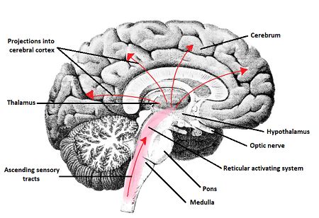 Reticular Activating System Diagram