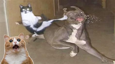 Dog vs Cat Fight – Cat and Dog Funny Fight Compilation | MY PETS ...