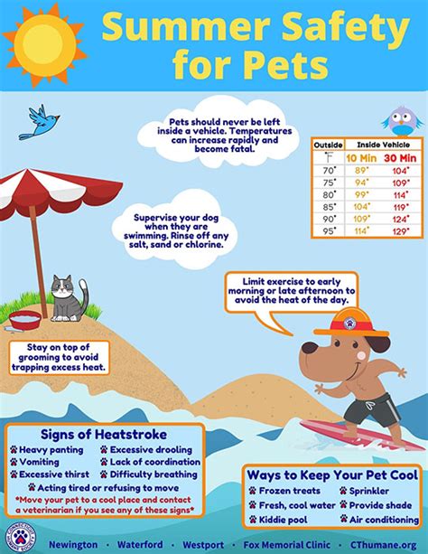 Summer Pet Care Tips – Connecticut Humane Society