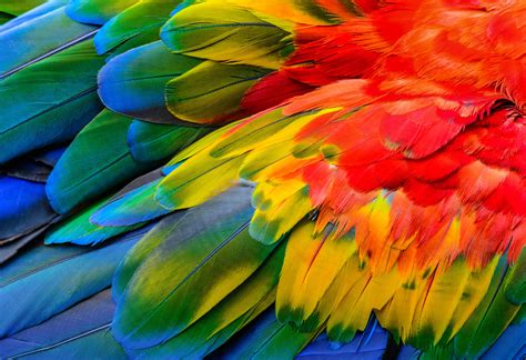 TOP 10 THINGS YOU MAY NOT HAVE KNOWN ABOUT PARROTS - Todd Marcus Bird ...