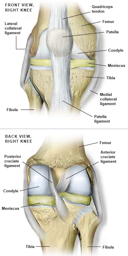 Kneecap Anatomy