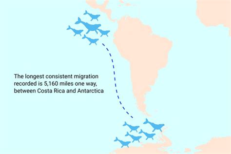 Humpback Whale Migration Map