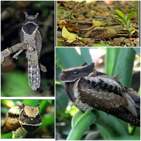 The Great Eared Nightjar Camouflages as a Viper - 9GAG