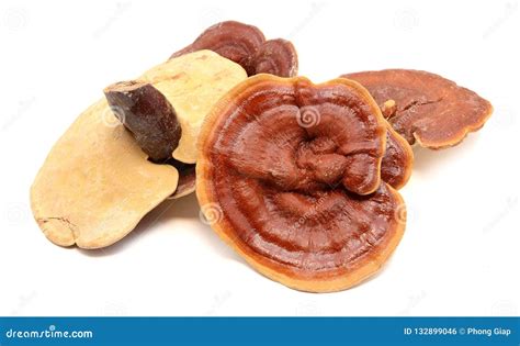 Lingzhi mushroom stock photo. Image of royalty, photographs - 132899046