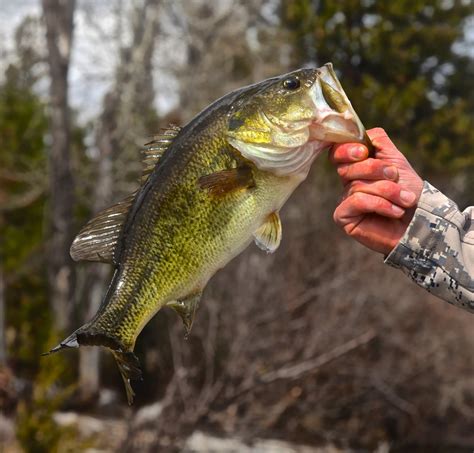 Largemouth Bass | Western Montana Fish Species | The Missoulian Angler ...