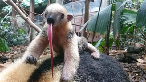 This little Tamandua was spotted practicing sticking out its long ...