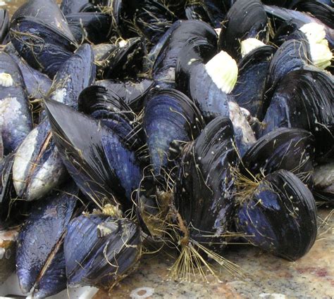 Mussels cramped by environmental factors | UW News