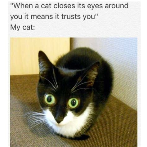 28 Cursed Images That Are Just Plain Wrong Cat Memes Kitty Funny ...