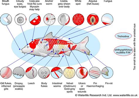 Hydrosphere Water Gardens Koi Disease Diagnosis and Treatment - Hydrosphere