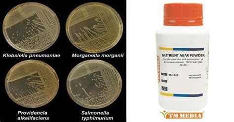 Nutrient Agar Media Composition For 100 Ml