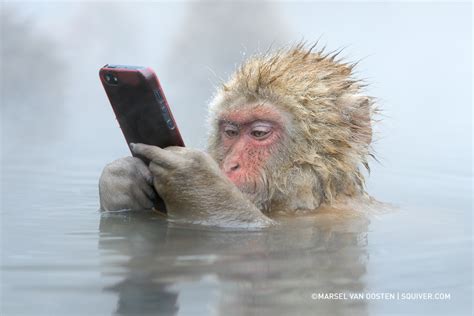 The Story Behind This Incredible Photo Of A Snow Monkey Using An iPhone ...