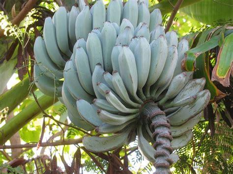 Blue banana, all about an exotic plant with vanilla-scented fruits ...