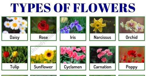 Flower Images With Name In English – Idalias Salon