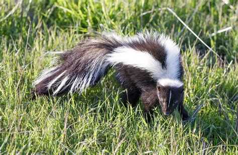 Should You Keep a Skunk as a Pet?