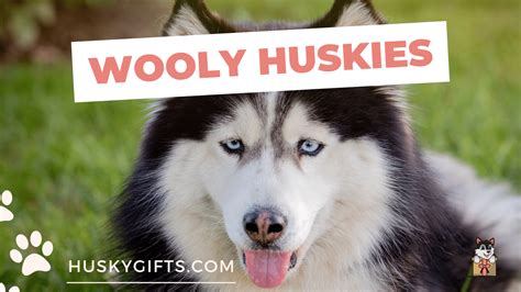 Wooly Husky: Facts About The Long Haired Husky (Full Guide)