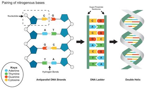 Adenine of DNA is equimolar with(a) Uridine(b) Thymine(c) Guanine(d ...