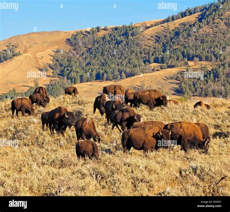 American bison, buffalo (Bison bison), herd of buffalos, USA, Wyoming ...