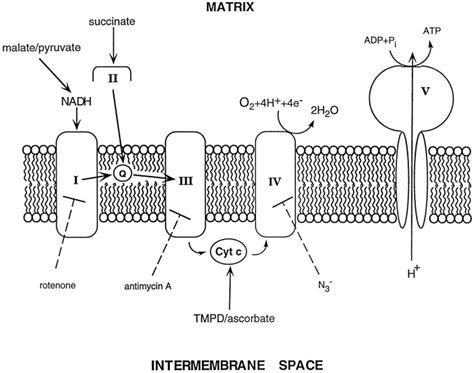 How does cytochrome c carry electrons?