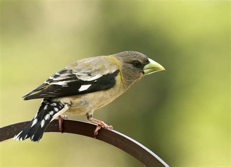 Evening Grosbeak female | BirdForum