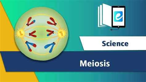 Meiosis | Phases of Meiosis | Cell Division | Animation|| Animated ...