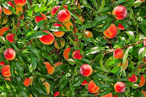 11 Dwarf Fruit Trees You Can Grow in Small Yards