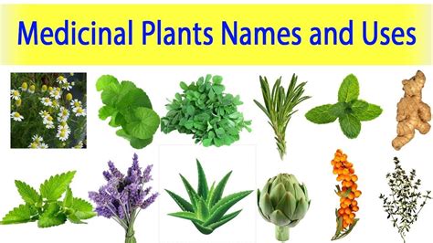 Medicinal Plants And Their Uses Ayurveda Plants Names Medicinal Plants ...