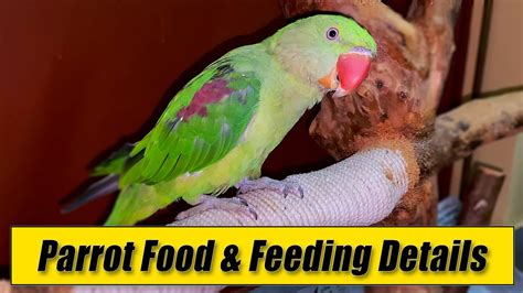 Baby Parrot Food & Feeding Details (20 days to 60 days) - YouTube