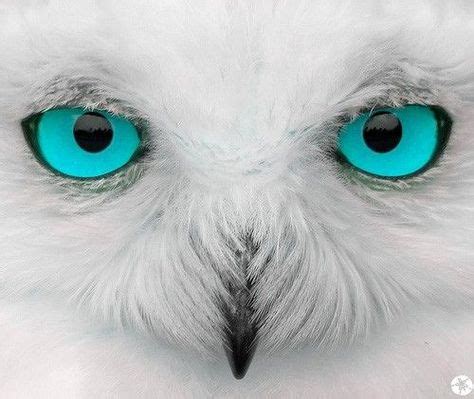 (5) Stunning eyes of a snowy owl | Blue Eyes | Pinterest | Animals ...