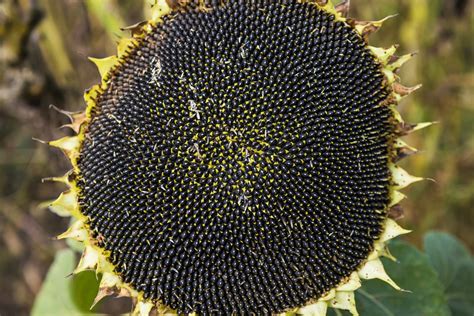 Only Harvest The Seeds From A Sunflower Head When The Petals Start To ...