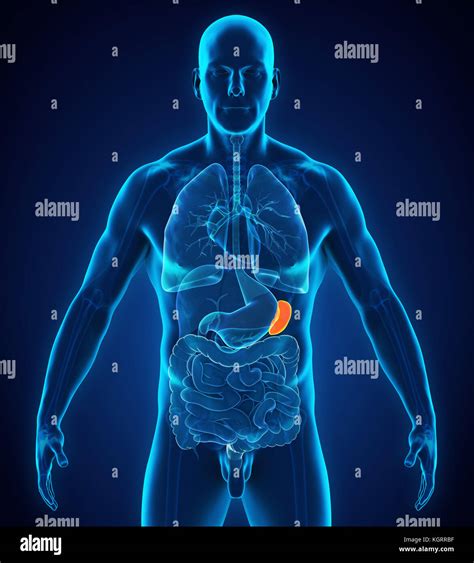 Human Spleen Anatomy Stock Photo - Alamy