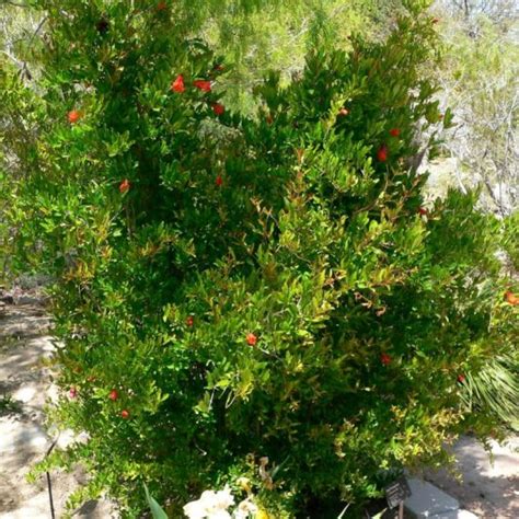 Dwarf Pomegranate | Star Nursery Garden and Rock Centers