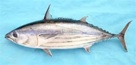 Skipjack Tuna Information and Picture | Sea Animals