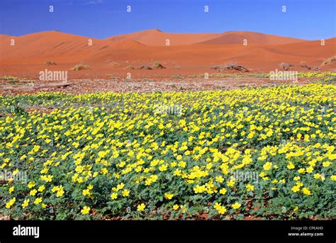 Flowers in Sossusvlei, Namib-Desert, Namibia, landscape Stock Photo - Alamy