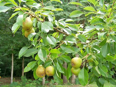 My Journey To Mindfulness: Pear Tree