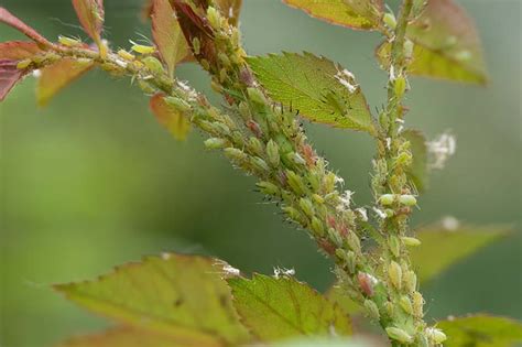 How to Control Aphids on Roses | Gardener’s Path