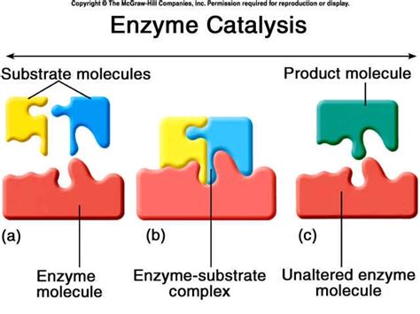 Enzyme Catalysis | Biologie - Gallery of Biology Icons | Pinterest