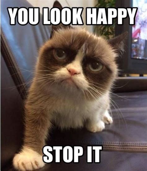 Pin by Niki Aydarov on Cute Animals | Funny grumpy cat memes, Grumpy ...