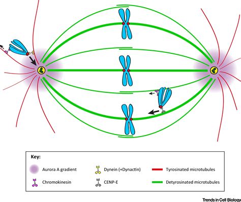 Microtubules In Mitosis