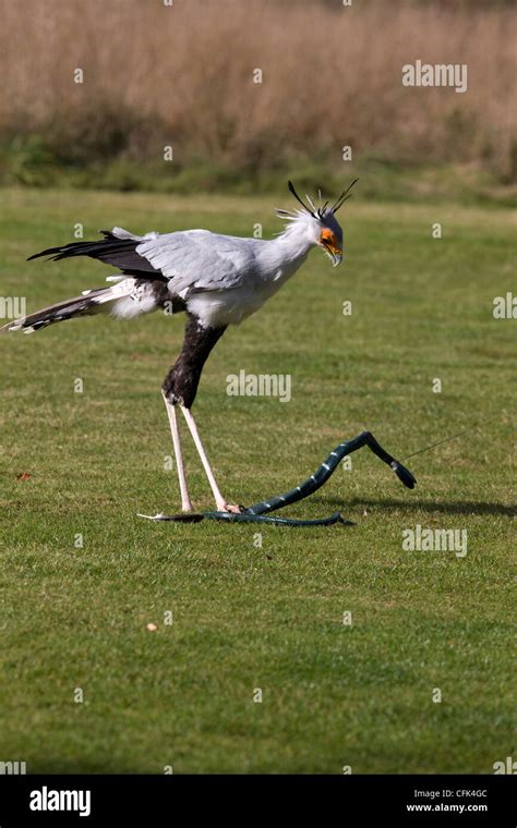 Secretary bird snake hi-res stock photography and images - Alamy