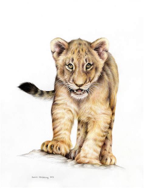 Drawing Pencil Lion Cub - pencildrawing2019