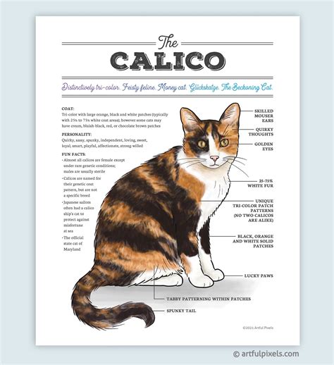 calico cat breed characteristics - All Due Respect Bloggers Pictures ...