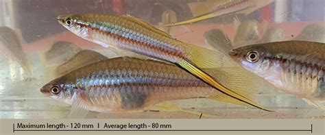 Green swordtail - Healthy Rivers