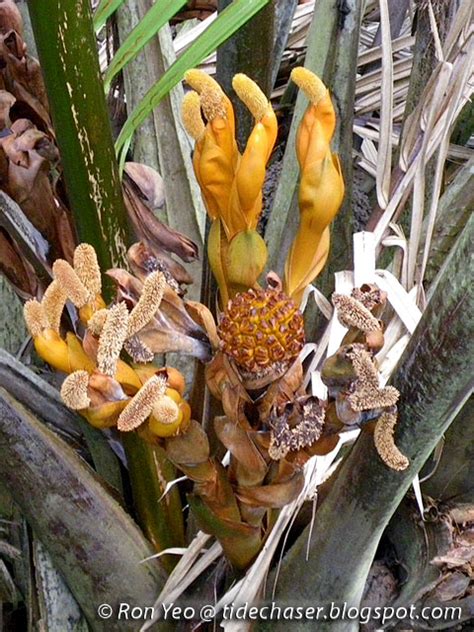 tHE tiDE cHAsER: Nipah Palm (Nypa fruticans)