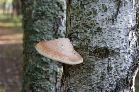 Birch Polypore: Identification, Foraging, and Uses - Mushroom Appreciation