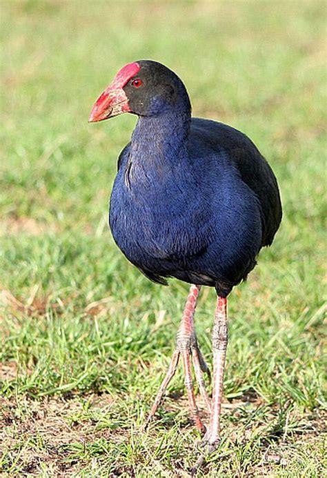 New Zealand bird the pukeko | Pet birds, Beautiful birds, Wildlife photos