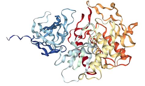 acyl-CoA Thioesterase 2 Protein Overview | Sino Biological